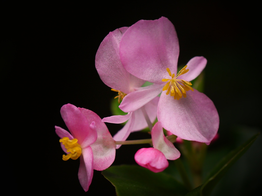 可愛いく咲きました。