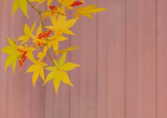 黄紅葉 1