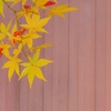 黄紅葉 1