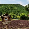 三千院参道から・・。