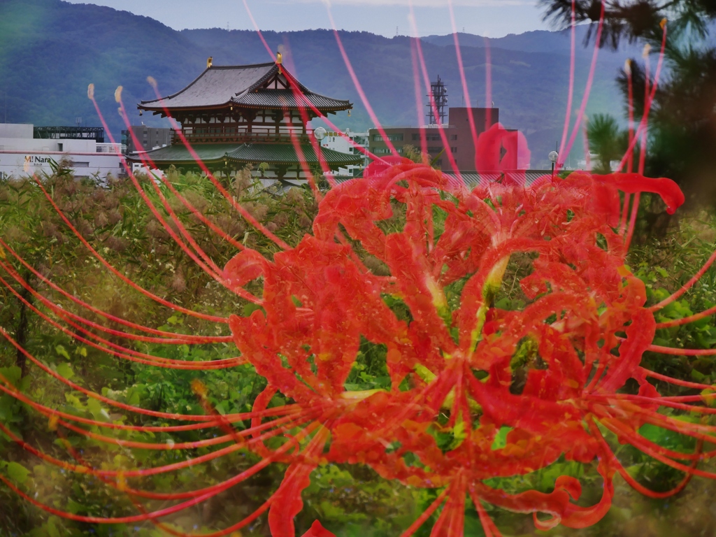彼岸花と朱雀門