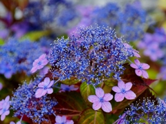 山紫陽花
