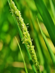 稲穂、花を付ける