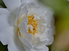 白い山茶花1