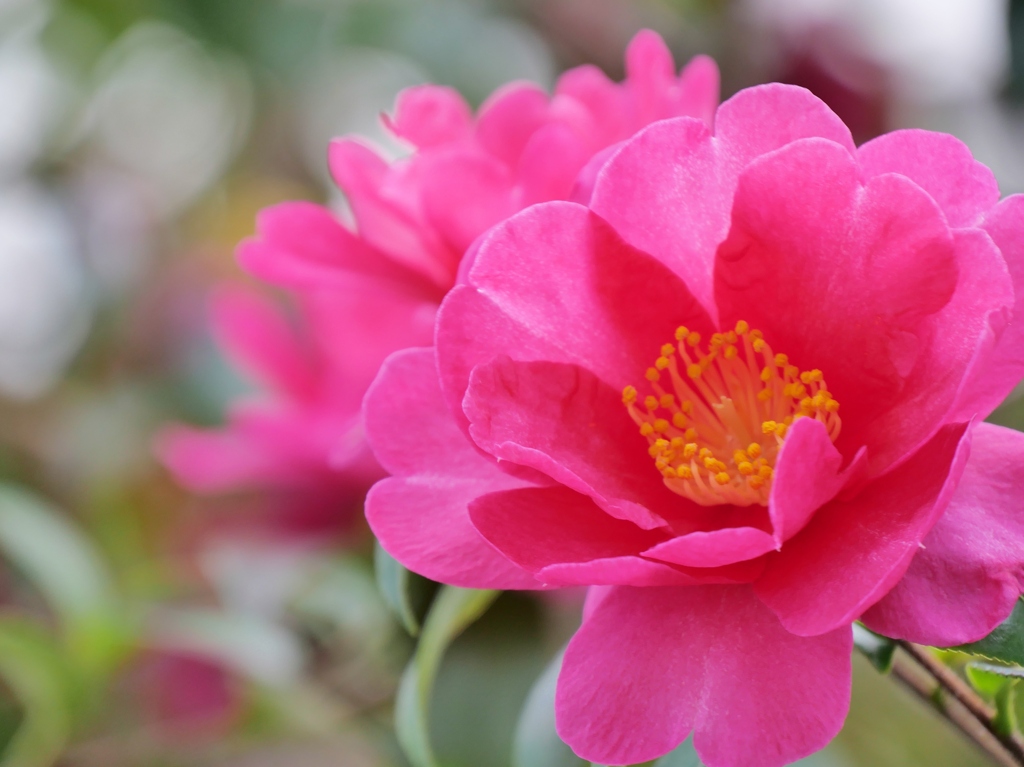 赤い山茶花・・。