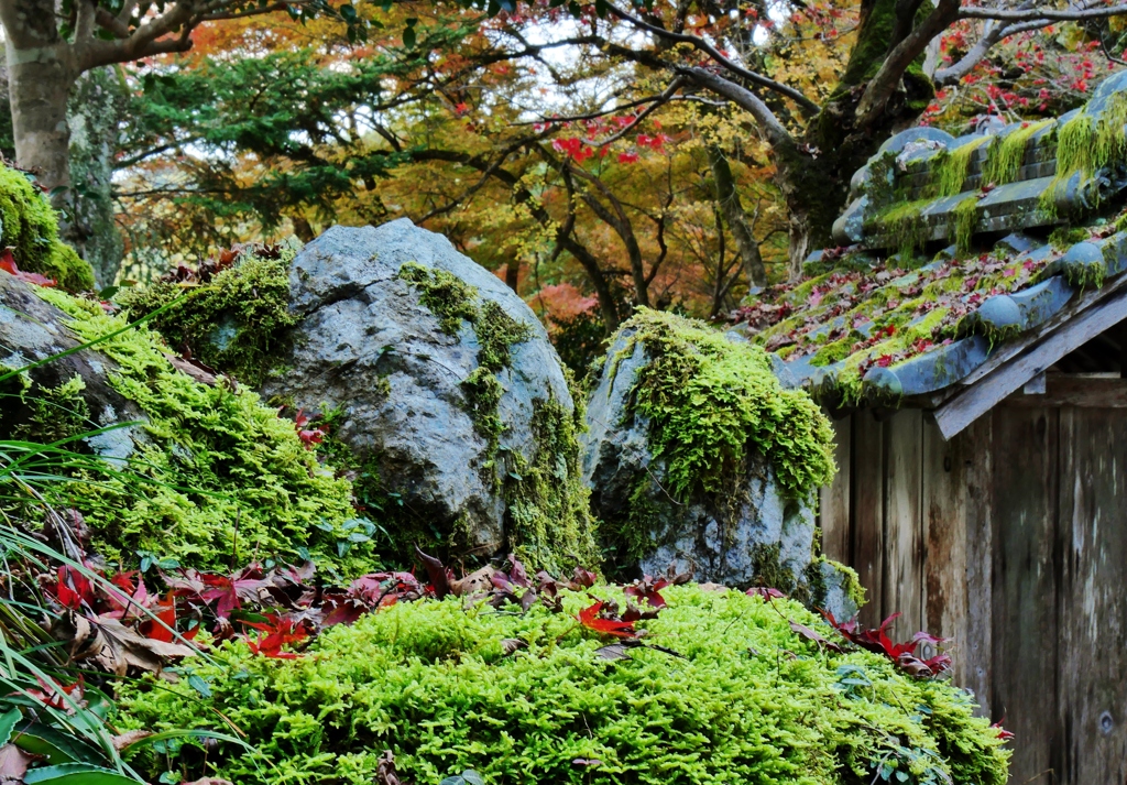 丹波篠山円通寺・苔に落葉