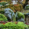 丹波篠山円通寺・苔に落葉