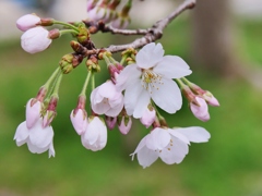 古都奈良に春が・・。3