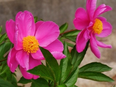 芍薬1