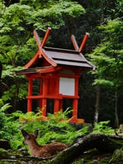 奈良公園の鹿さん1