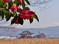 山茶花咲く平城京