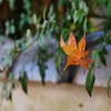 蜘蛛の悪戯・・。1