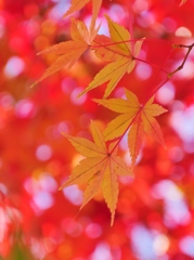 黄紅葉
