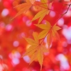 黄紅葉