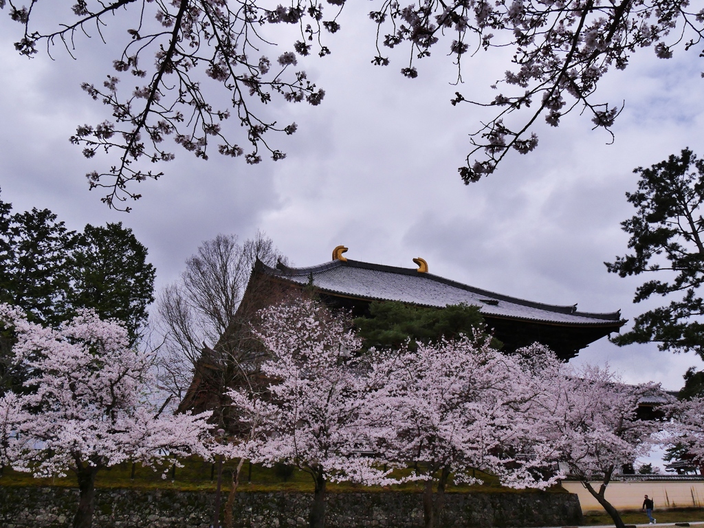 大仏殿裏からの桜