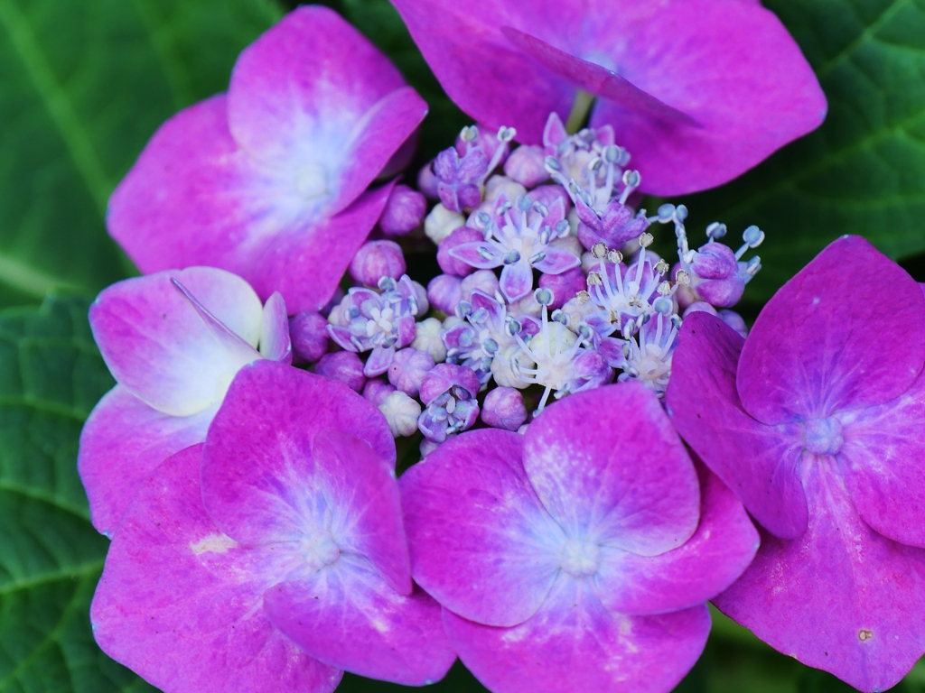 真花咲く・・。