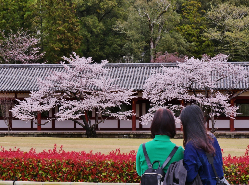 大仏殿回廊の桜