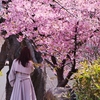 桜を愛でる・・。
