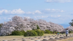 平城京の桜2