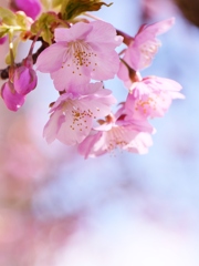 河津桜満開・・。1