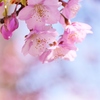 河津桜満開・・。1