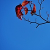 花水木の葉も・・。