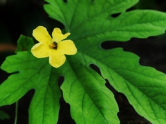 大きな掌に花が・・。