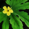 大きな掌に花が・・。