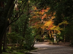 奈良秋篠寺・参道の紅葉 1