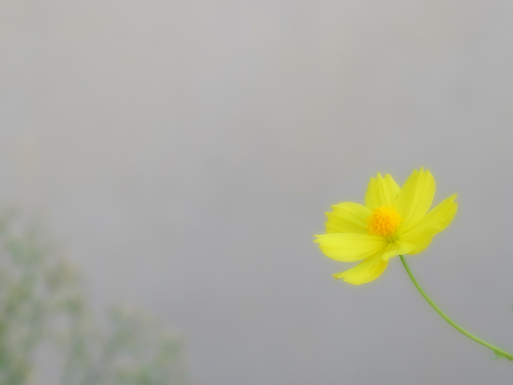 黄色い秋桜