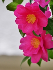 山茶花 2