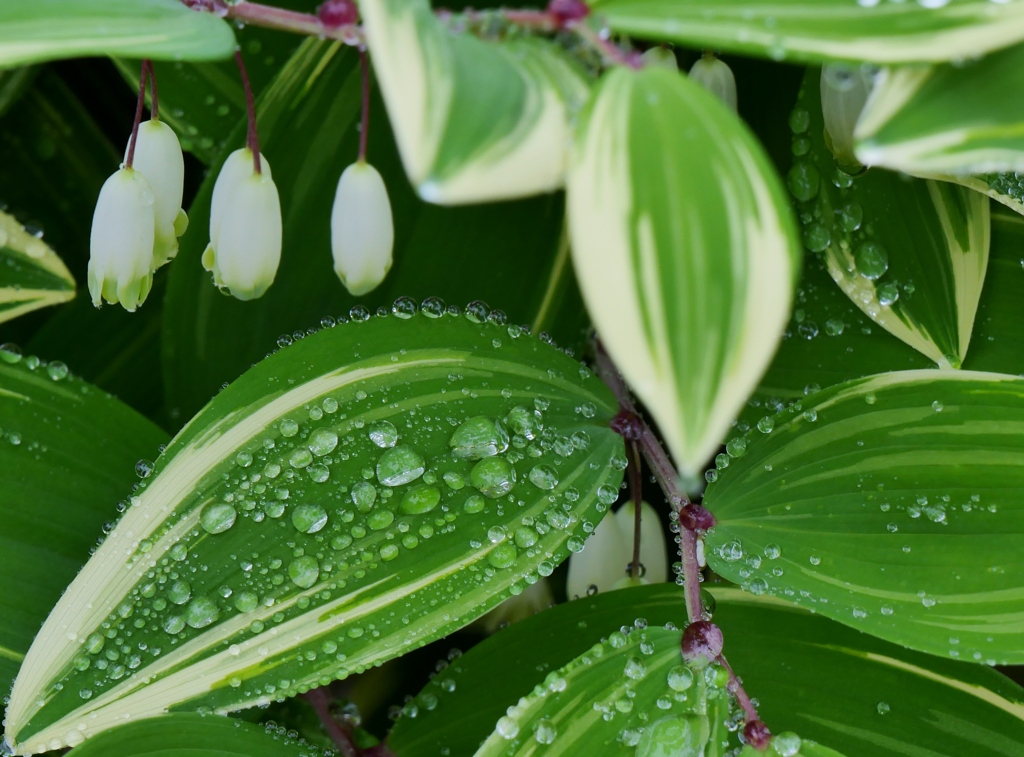 雨の日に・・。４