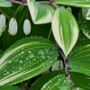 雨の日に・・。４