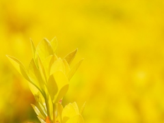 黄金の芽吹き