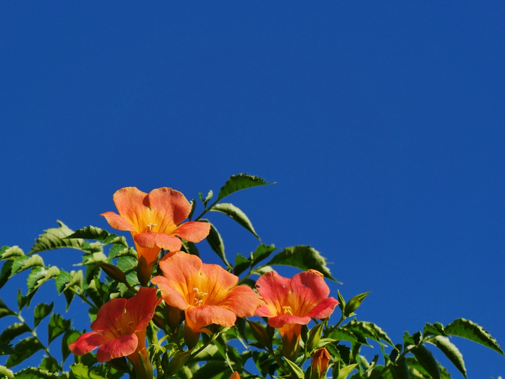 暑い夏を元気に・・。