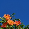 暑い夏を元気に・・。