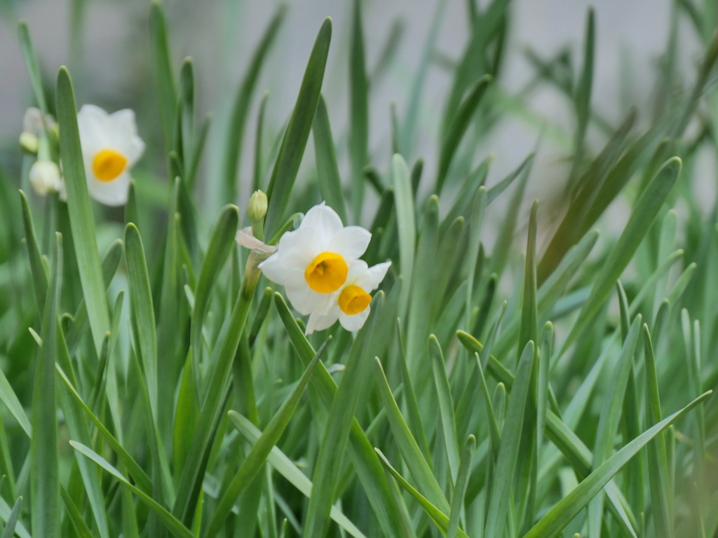 早春の想い・・。