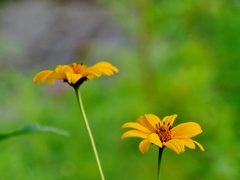 黄花 1