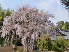南都西大寺の枝垂れ桜