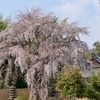 南都西大寺の枝垂れ桜
