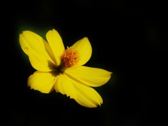 黄花 3