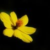 黄花 3