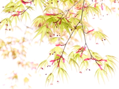 芽吹き・・。