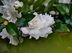 山茶花が咲きました。2