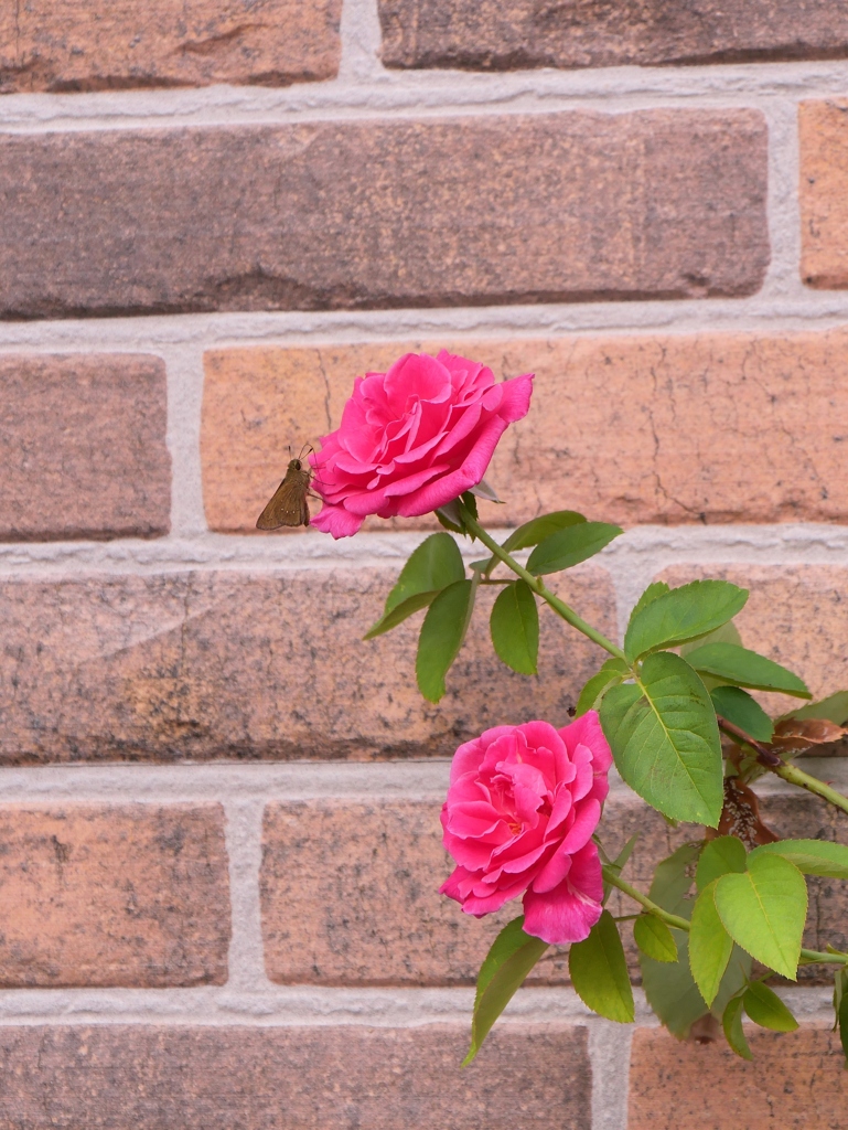 夏の薔薇 1