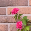 夏の薔薇 1