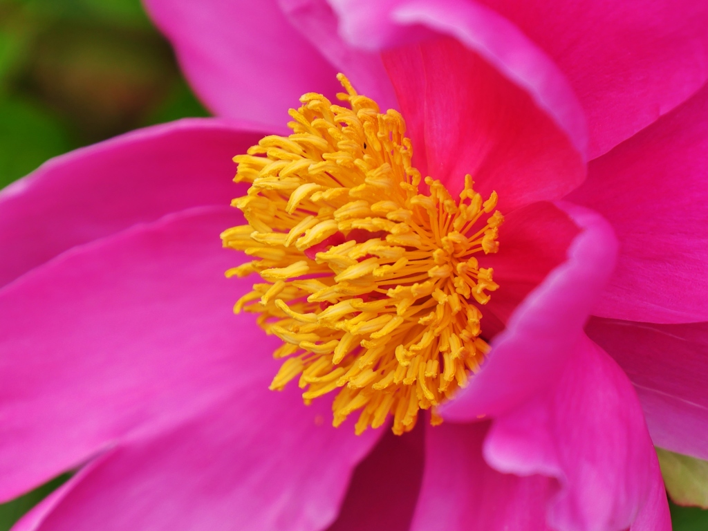 芍薬2