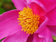 芍薬2