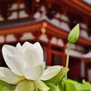 金堂と白い蓮