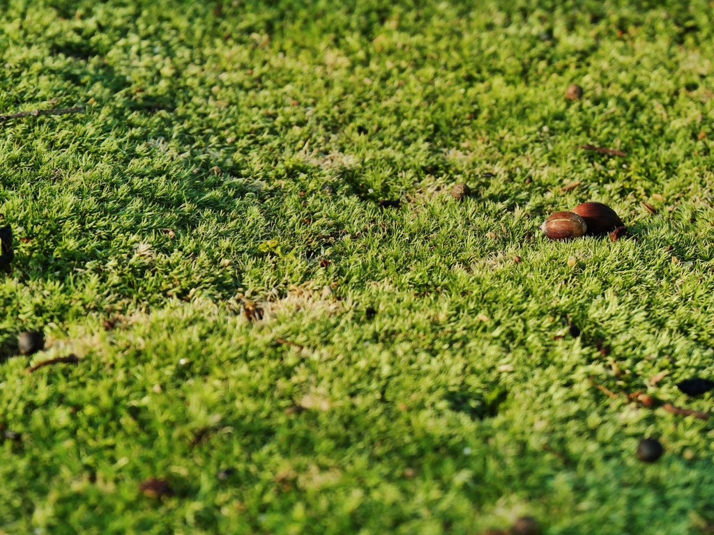 苔の庭 2